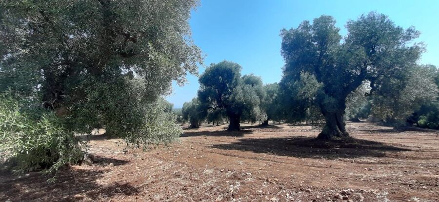 Ostuni: Guided e-bike tour + countryside tasting stop - Who Should Book This Tour?