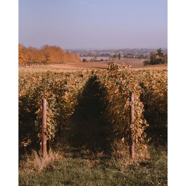Ozzano Emilia: Guided Cellar Walking Tour with Wine Tasting - A small estate outside Bologna