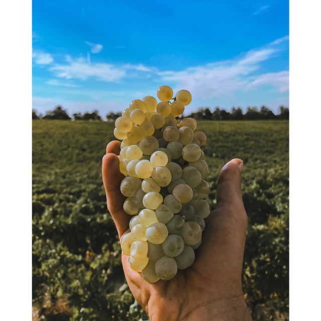 Ozzano Emilia: Guided Cellar Walking Tour with Wine Tasting - What makes the family welcome work
