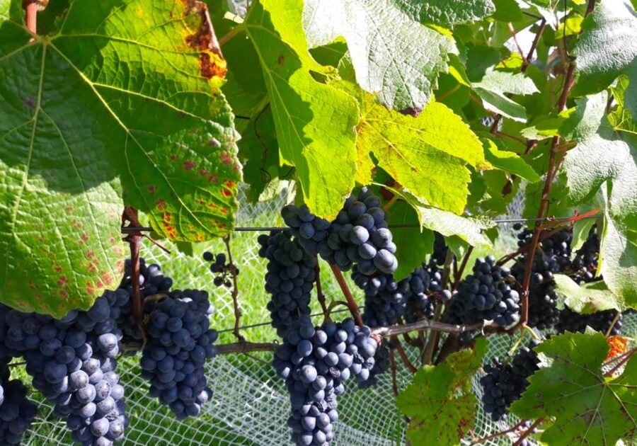 Paihia or Kerikeri: Wine, Spirit, & Craft Beer Tour - The alternate winery route needs clarification