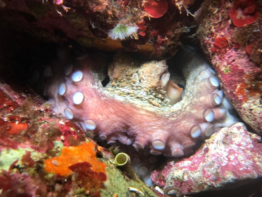 Palermo: Full-Day Snorkeling Boat Tour with Lunch and Wine - What the snorkeling is really like