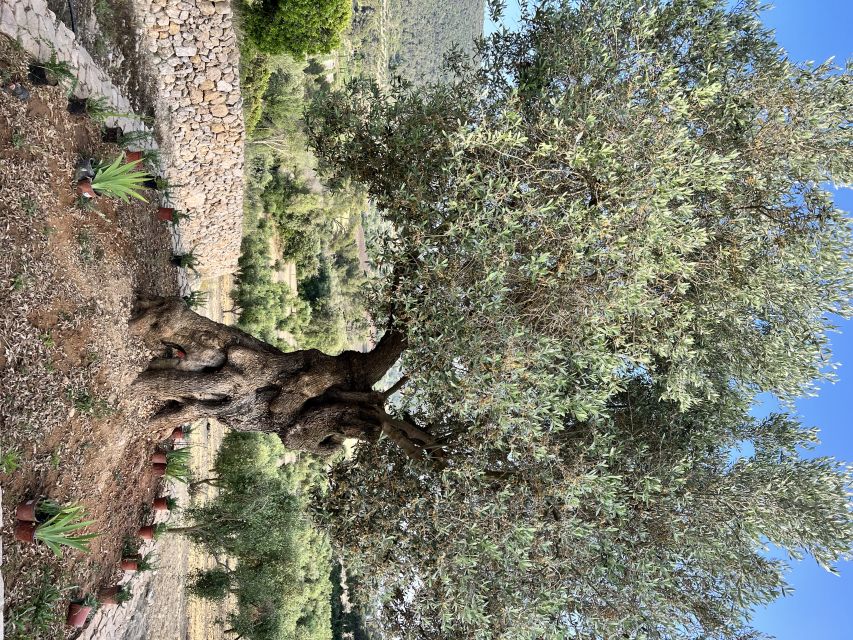 Palma: Orange Farm, Olive Mill, & Winery Tour with Tastings - Timing, comfort, and the small-group format