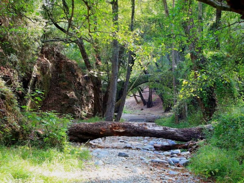 Paphos: Scenic Troodos Mountains Tour with Wine Tasting - Why this mountain day works from Paphos