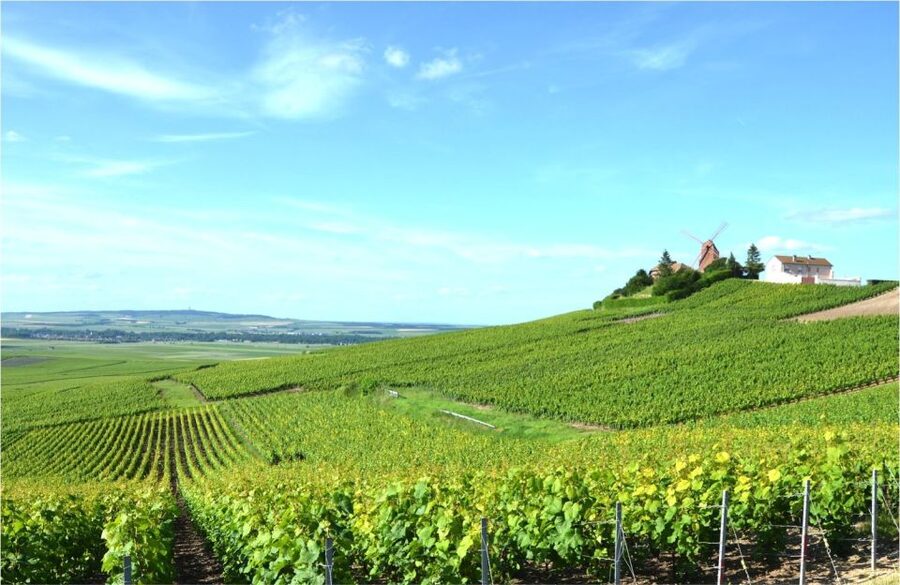 Paris: Private Day Trip to Champagne with 8 Tastings & Lunch - The Champagne masterclass