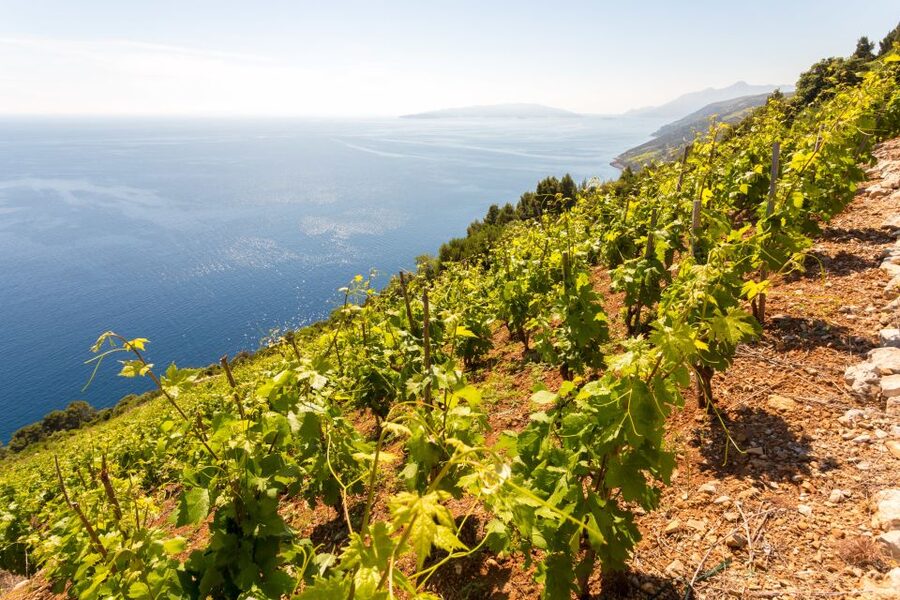 Pelješac Full-Day Wine and Food Tour from Dubrovnik - Why Pelješac makes such a good day out