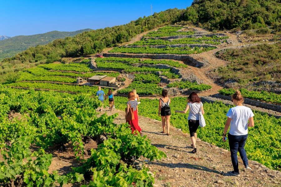Pelješac Full-Day Wine and Food Tour from Dubrovnik - The steep slopes that shape Pelješac wine
