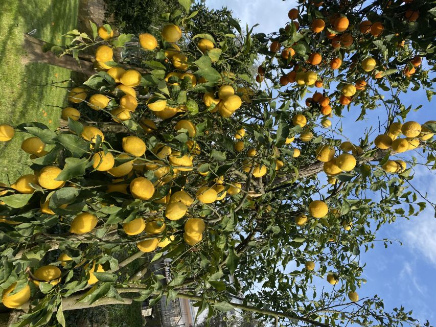 Piano di Sorrento: Cooking Class with Food Tasting and Wine - Picking ingredients among lemons, oranges, and olive trees