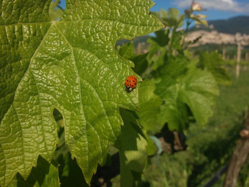 Pic nic Deluxe Assisi and wine tasting 5 wines - Key Points to Know Before You Go