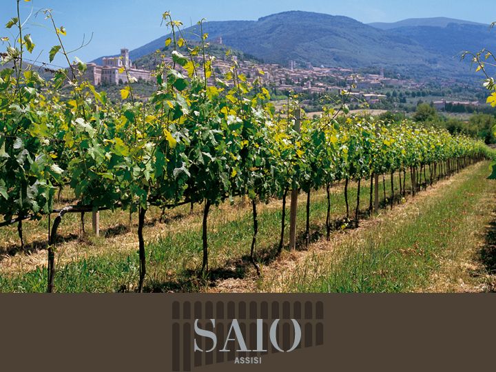 Pic nic Deluxe Assisi and wine tasting 5 wines - Why the $52 Price Makes Sense