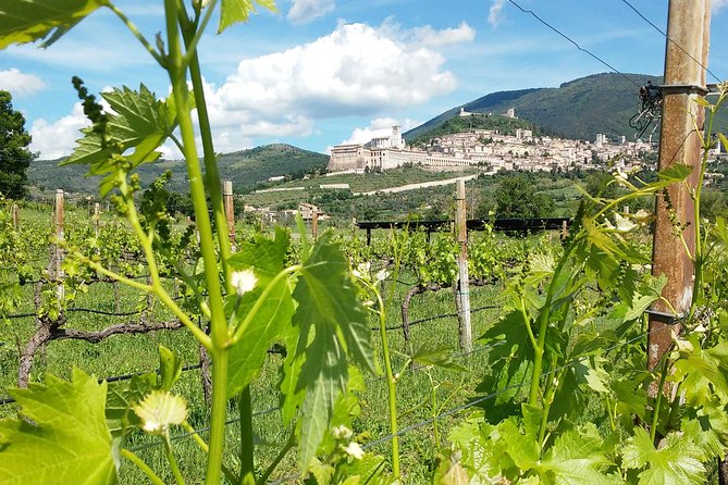 Pic nic Deluxe Assisi for 2 and wine tasting 5 wines - Five reasons this SAIO experience earns attention