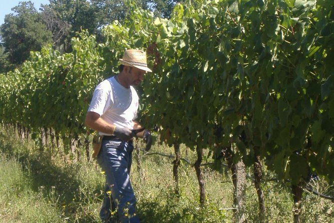 Pic nic Deluxe Assisi for 2 and wine tasting 5 wines - Who will enjoy this experience most