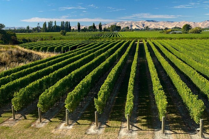 Picton Cruise Ship Shore Excursion Marlborough Wine Tour - Lunch is the biggest value question