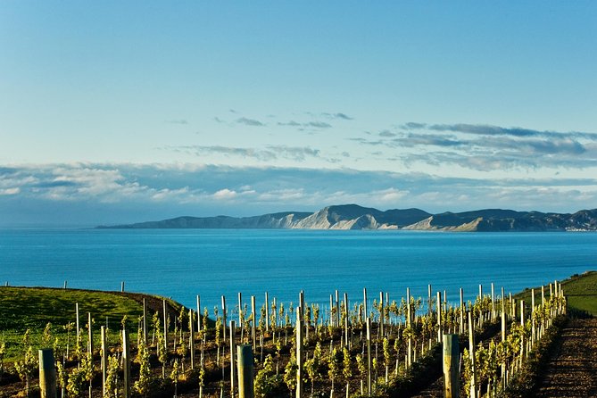Picton Cruise Ship Shore Excursion Marlborough Wine Tour - What the vineyard visit adds