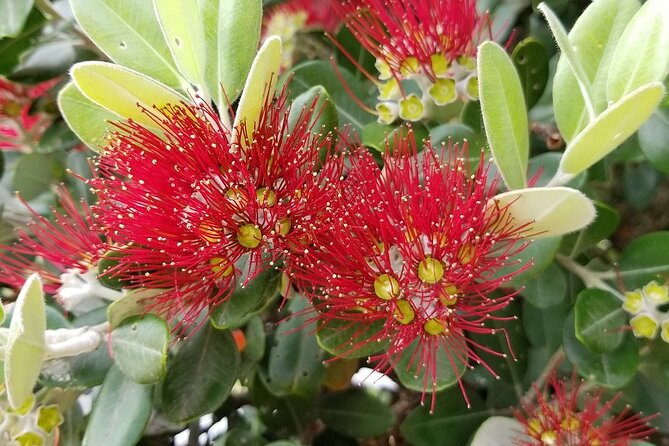 Piha Waitakere Rainforest Wine Tour from Auckland - Who should book this West Auckland day trip?