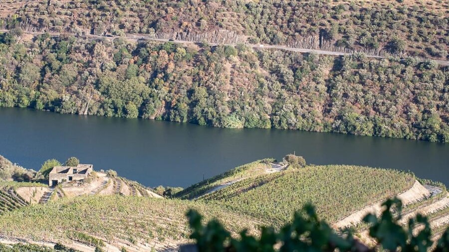 Pinhão: Quinta da Formigosa Vineyard Tour and Wine Tasting - Three wines in a tasting room above the Douro