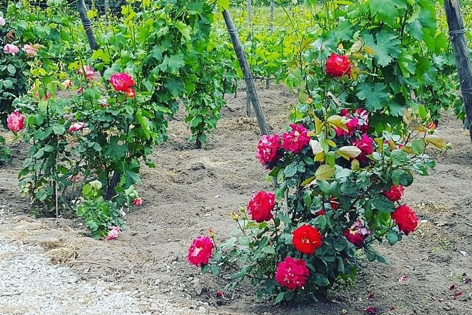 Pompei Archeological site and Wine tasting Experience - Booking details worth checking first