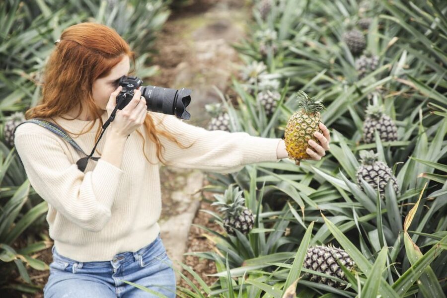 Ponta Delgada: Pineapple wine tasting and pineapple tour - The pineapple wine tasting