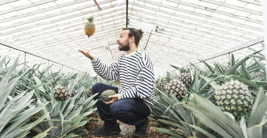 Ponta Delgada: Pineapple wine tasting and pineapple tour - Who will enjoy this most