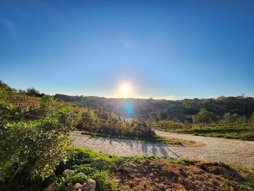 Porches: Algarve Vineyard Tour and Wine Tasting Experience - Key points to know before you go
