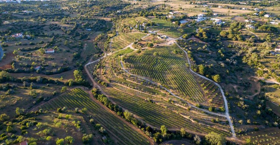 Porches: Algarve Vineyard Tour and Wine Tasting Experience - Four wines, changing selections, and local tapas
