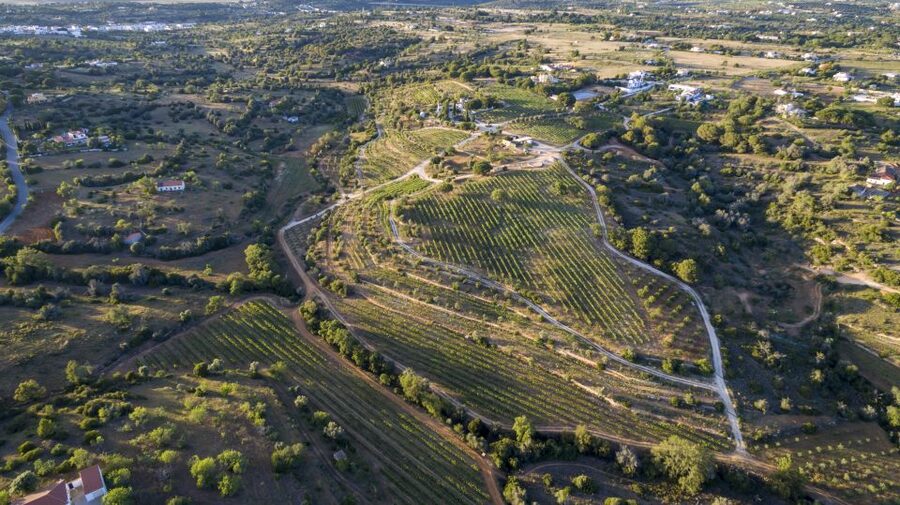 Porches: Algarve Vineyard Tour and Wine Tasting Experience - What happens during the 1.5-hour visit