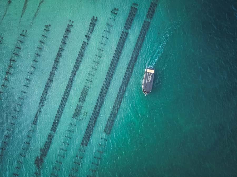 Port Lincoln: Coffin Bay Seafood, Wine, and Nature Day Trip - Key details before you book