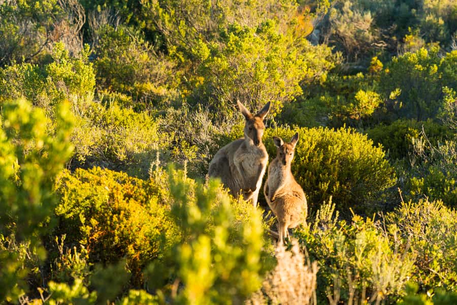 Port Lincoln: Coffin Bay Seafood, Wine, and Nature Day Trip - What makes the guides important