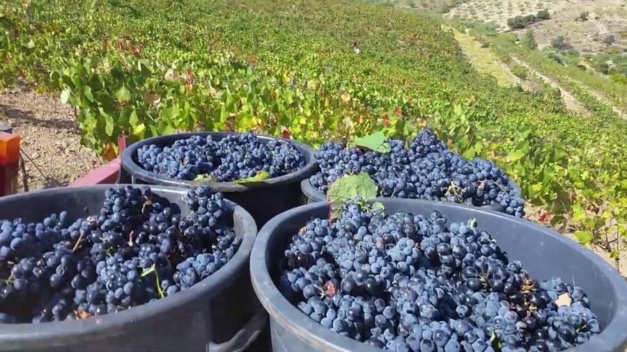 Porto: Douro Valley Tour with 2 Wineries, Lunch and Cruise - Pinhão and the one-hour Douro cruise