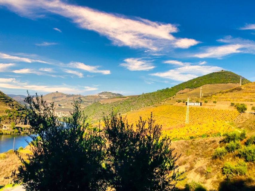 Porto: Douro Valley Tour with 2 Wineries, Lunch and Cruise - The first winery: Port, olive oil, and local production