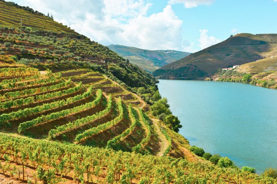 Porto: Douro Valley Tour with Wine Tasting, Cruise and Lunch - Second tasting: a different view of Douro wine
