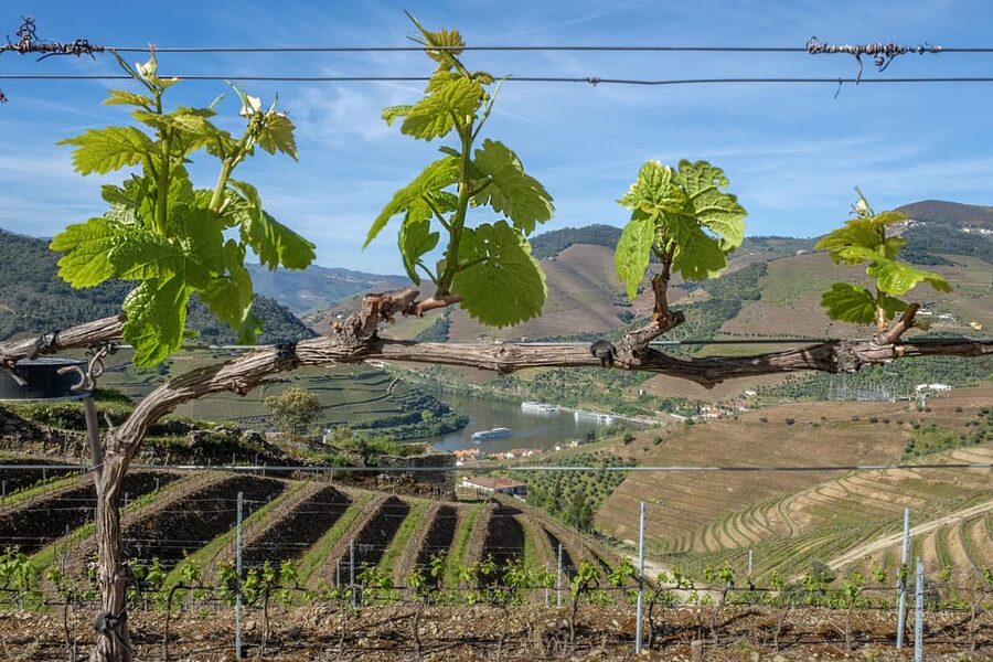 Porto: Douro Valley Wine Tour with a Sommelier & Boat Trip - Lunch in Pinhão with Douro wine