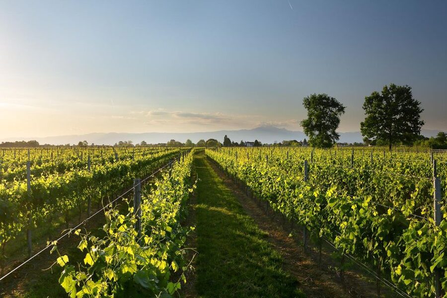 Pramaggiore: Ornella Bellia Winery Guided Tour & Tasting - The tasting room and the food pairing