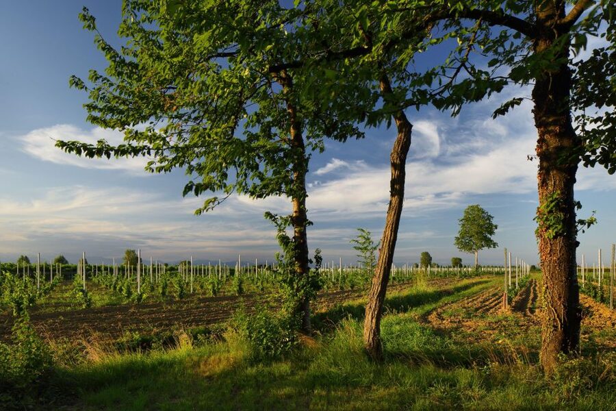 Pramaggiore: Ornella Bellia Winery Guided Tour & Tasting - What the tasting feels like for beginners