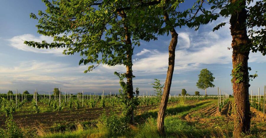 Pramaggiore: Ornella Bellia Winery Guided Tour & Tasting - When to schedule your visit