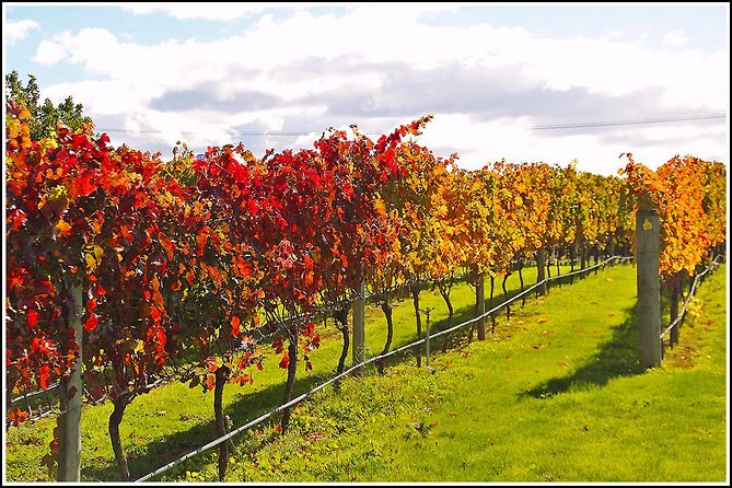 Premium 4 -Best Wineries Napier Hawke's Bay Tour, 5.5h - 6Hours - Why This Hawke’s Bay Wine Tour Works