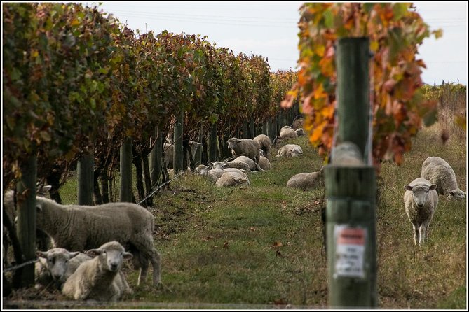 Premium 4 -Best Wineries Napier Hawke's Bay Tour, 5.5h - 6Hours - New Zealand’s Third-Oldest Winery