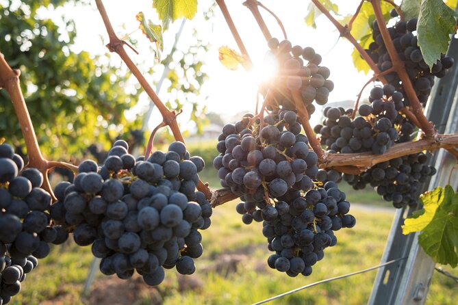 Premium Hunter Valley Wine Tour with Lunch from Sydney - Lunch at The Farm, Hunter Valley