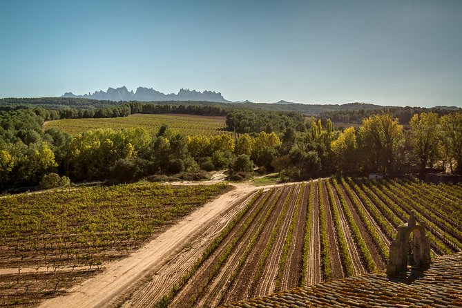 Premium Montserrat & Wine Full Day Tour from Barcelona - Three organic wines and the VIP cellar upgrade