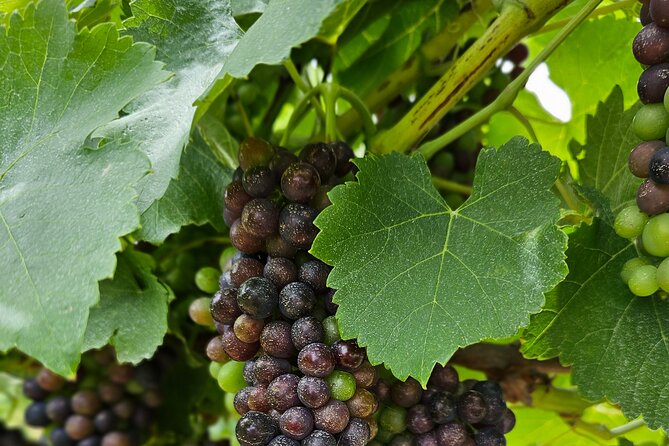 Private Canberra Winery Tour with lunch - Starting at 10:30 am with your own vehicle