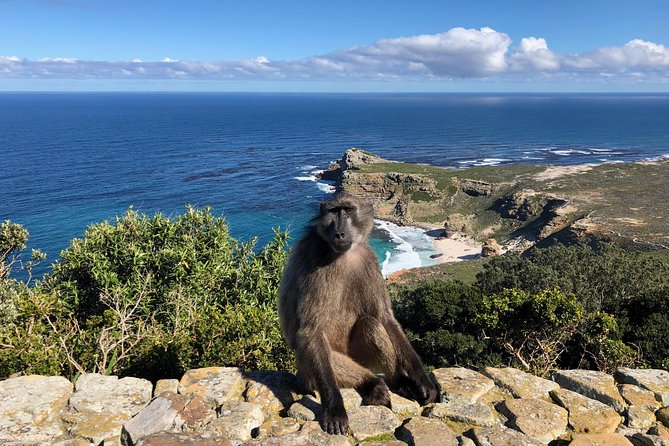Private Day Tour to Cape Point , Penguins, Wine or Beer Tasting - Long Beach and the Cape Point ostrich farm