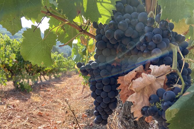 Private Full-Day Wine Tour from Lisbon with Tastings - Quinta do Alcube: a smaller winery with room to breathe