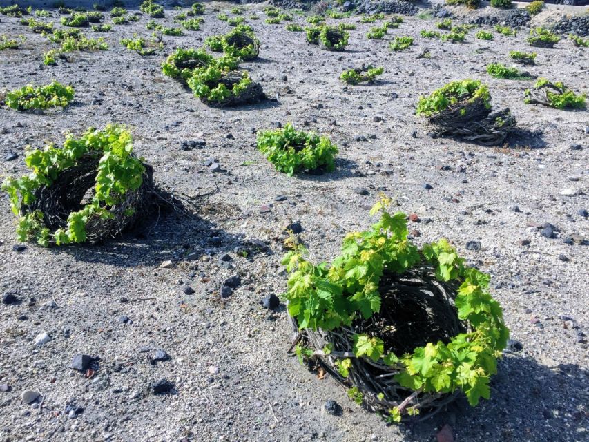 Private Group Visit to Akrotiri & 3 Wineries with Tastings - ArtSpace and the value of contrasting stops