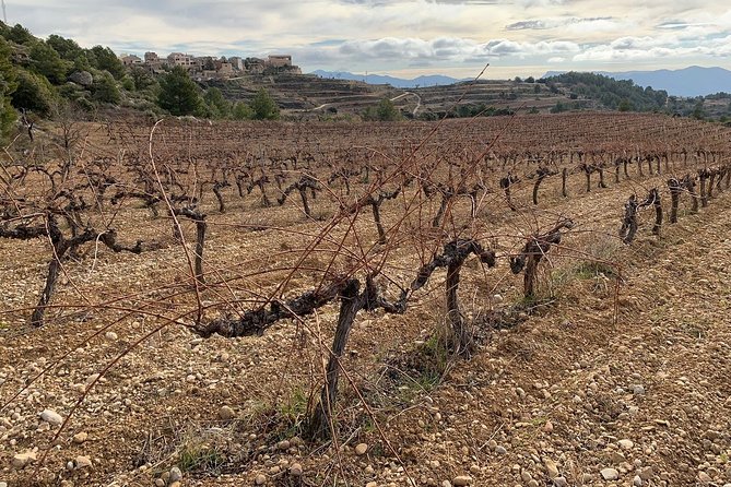Private Priorat Tour with Wine Tastings & Lunch from Barcelona - Celler Devinssi and the final vineyard tasting