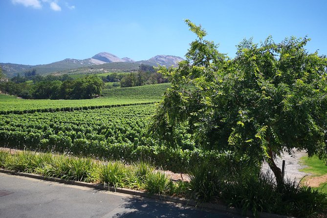 Private Stellenbosch, Franschhoek Paarl Wine Tour from Cape Town - Why a private day works well in the Cape Winelands