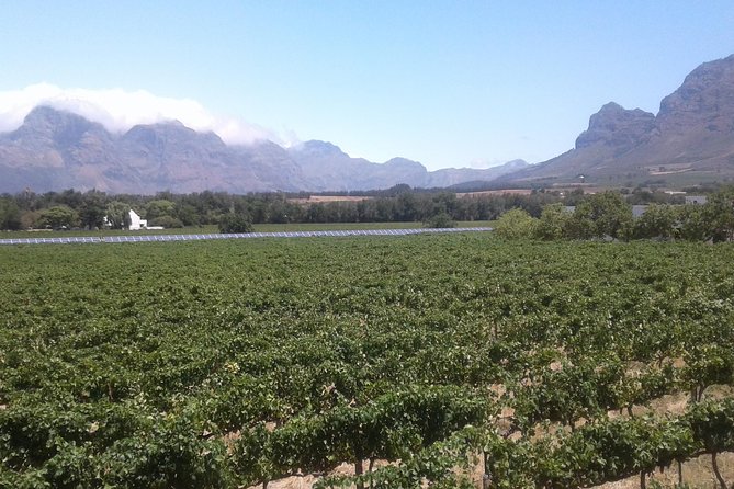 Private Stellenbosch, Franschhoek Paarl Wine Tour from Cape Town - Starting with Stellenbosch and its university setting