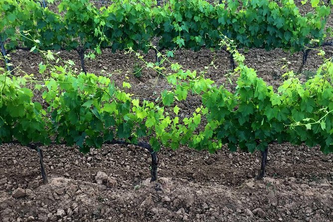 Private Tour: Montalcino Wine Tasting Experience - The possible pause at Abbazia di Sant’Antimo
