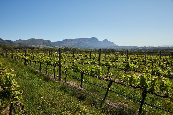 Private Tour of Top 5 Stellenbosch Wineries From Cape Town - Fairview adds cheese to the tasting menu