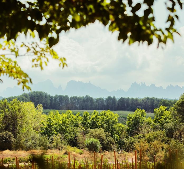 Private Wine, Tapas & Cava Experience from Barcelona - Is $583 per person a fair price?