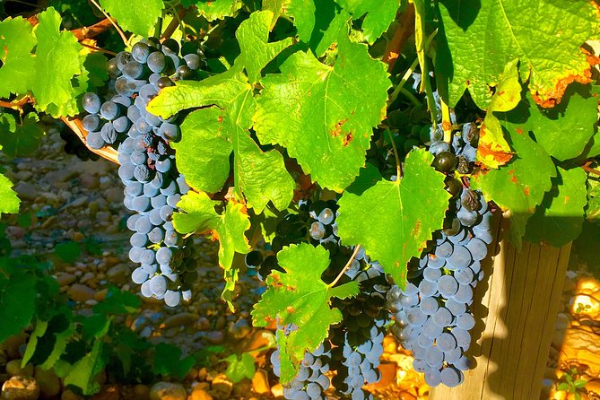 Provence Cru Wine Small-Group Half-Day Tour from Avignon - Timing, comfort, and practical details
