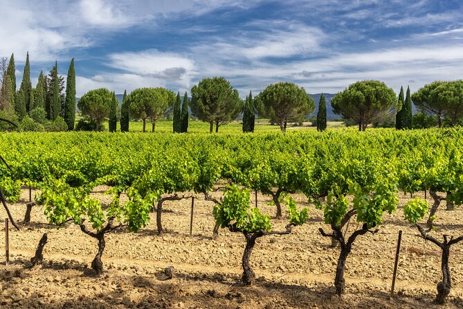 Provence Day Trip with Cassis Village Boat Ride and Local Wine Tasting from Aix - The final call